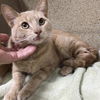 adoptable Cat in Thousand Palms, CA named TROOPER