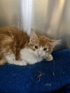 adoptable Cat in Thousand Palms, CA named EARL STANLEY