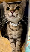 adoptable Cat in Thousand Palms, CA named GRACIE