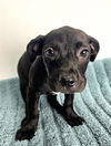 adoptable Dog in  named LIBBY