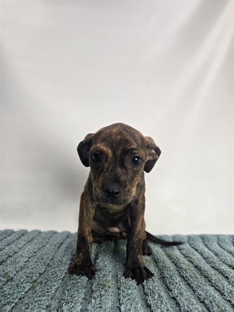 adoptable Dog in Thousand Palms, CA named LILAC