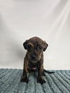 adoptable Dog in  named LILAC