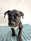 adoptable Dog in  named LARRY