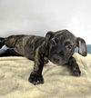 adoptable Dog in  named LIBERTY