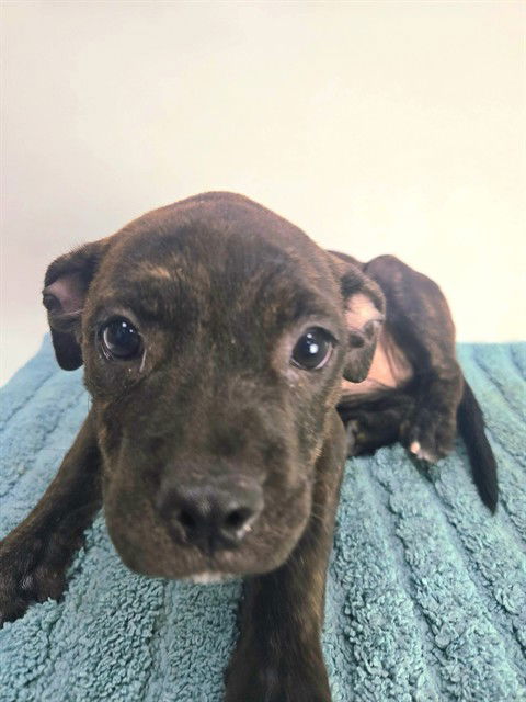 adoptable Dog in Thousand Palms, CA named LIANA