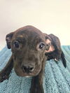 adoptable Dog in  named LIANA