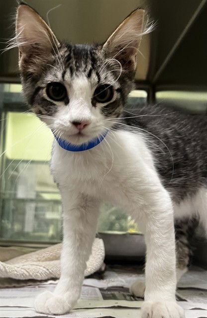adoptable Cat in Thousand Palms, CA named JACK JACK