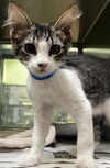 adoptable Cat in Thousand Palms, CA named JACK JACK
