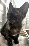 adoptable Cat in Thousand Palms, CA named LILAC