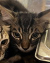adoptable Cat in Thousand Palms, CA named GRISWOLD