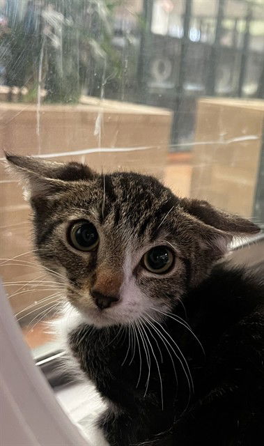 adoptable Cat in Thousand Palms, CA named ORSON