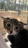 adoptable Cat in Thousand Palms, CA named ORSON