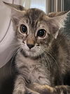 adoptable Cat in Thousand Palms, CA named CHRISTABEL