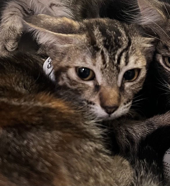 adoptable Cat in Thousand Palms, CA named TUNDRA