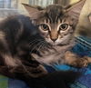 adoptable Cat in Thousand Palms, CA named STAR