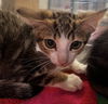 adoptable Cat in Thousand Palms, CA named GRISABELLA