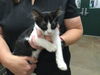 adoptable Cat in Thousand Palms, CA named PANDA