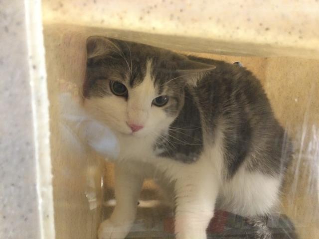 adoptable Cat in Thousand Palms, CA named PRIM