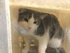 adoptable Cat in Thousand Palms, CA named PRIM