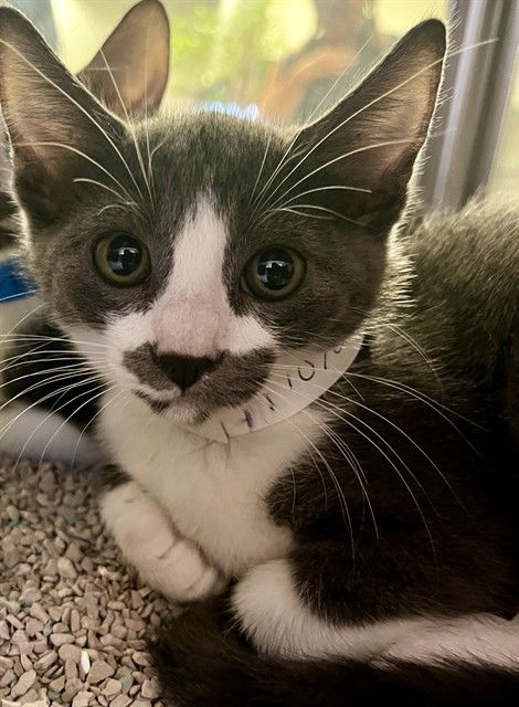 adoptable Cat in Thousand Palms, CA named ZELMA