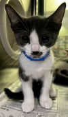 adoptable Cat in Thousand Palms, CA named ZACI
