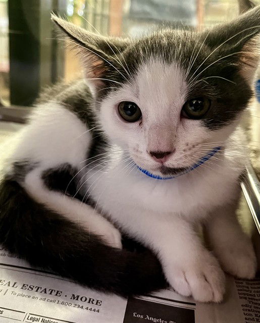adoptable Cat in Thousand Palms, CA named ZANDER