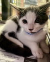 adoptable Cat in Thousand Palms, CA named ZANDER