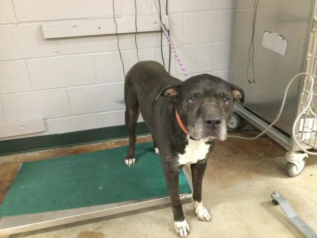 adoptable Dog in Thousand Palms, CA named TAHOE
