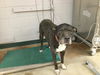 adoptable Dog in ,  named TAHOE