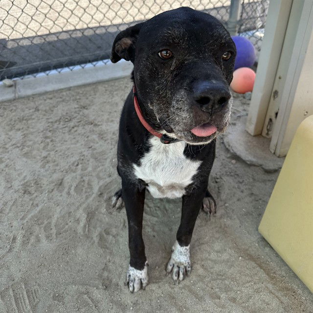 adoptable Dog in Thousand Palms, CA named TAHOE