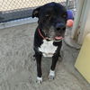 adoptable Dog in  named TAHOE