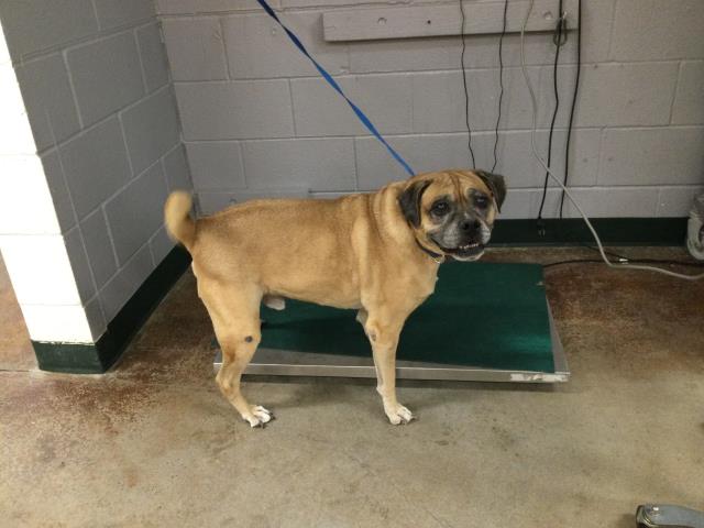 adoptable Dog in Thousand Palms, CA named SHORTY