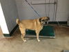 adoptable Dog in ,  named SHORTY