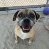adoptable Dog in Thousand Palms, CA named SHORTY
