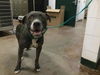 adoptable Dog in ,  named ROSCOE