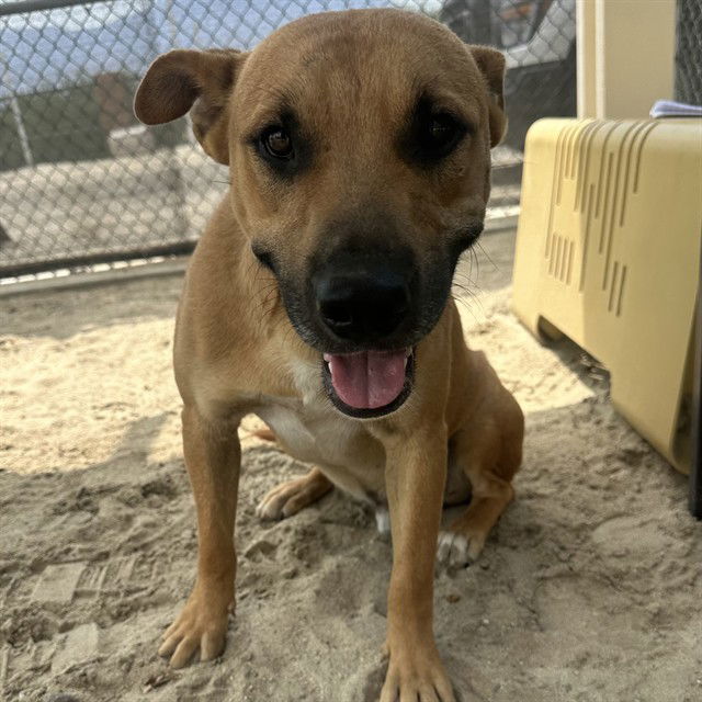 adoptable Dog in Thousand Palms, CA named RED