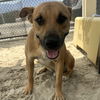 adoptable Dog in ,  named RED