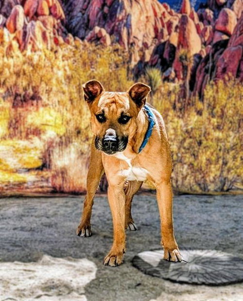 FINN - Pit Bull Terrier available for adoption