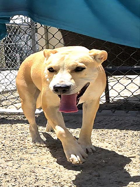 adoptable Dog in Thousand Palms, CA named ZEERA