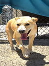 adoptable Dog in ,  named ZEERA