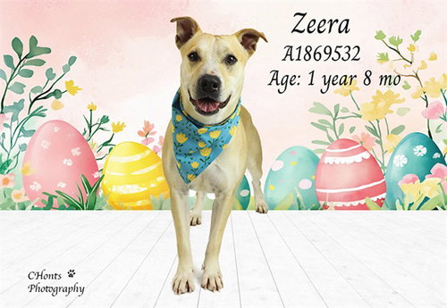 ZEERA - Pit Bull Terrier available for adoption