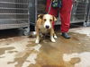 adoptable Dog in  named CALVIN