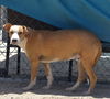 adoptable Dog in  named CALVIN