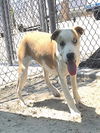 adoptable Dog in  named PAGE
