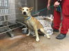 adoptable Dog in  named HUNTER