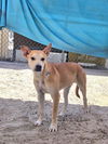 adoptable Dog in  named HUNTER