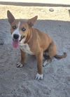 adoptable Dog in  named A1869540