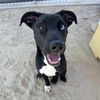 adoptable Dog in Thousand Palms, CA named BATMAN