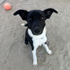 adoptable Dog in  named A1869427