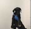 adoptable Dog in Thousand Palms, CA named A1869553